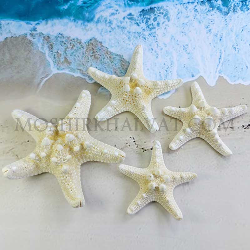 4 عدد ستاره دریایی خاردار در سایزهای مختلف در کنار دریا