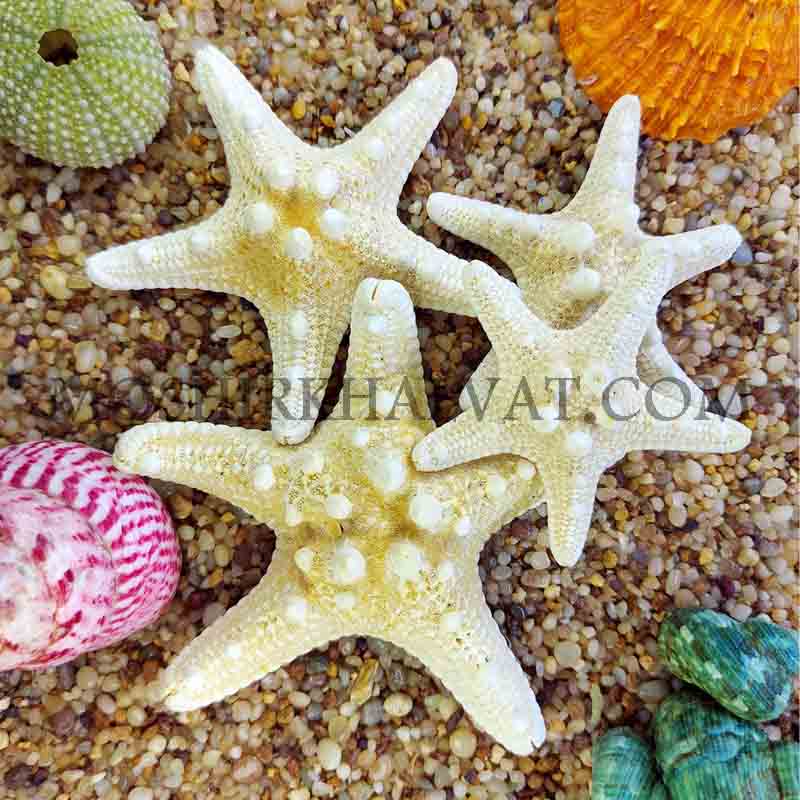 ستاره دریایی تایلندی در کنار شن و صدف