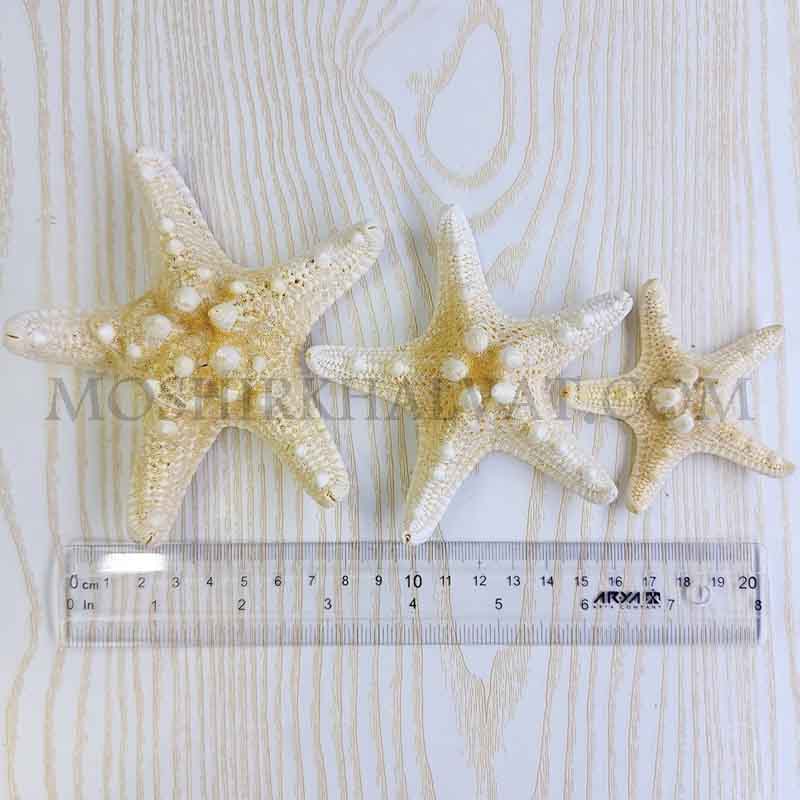 سایزبندی ستاره دریایی کنار خط کش
