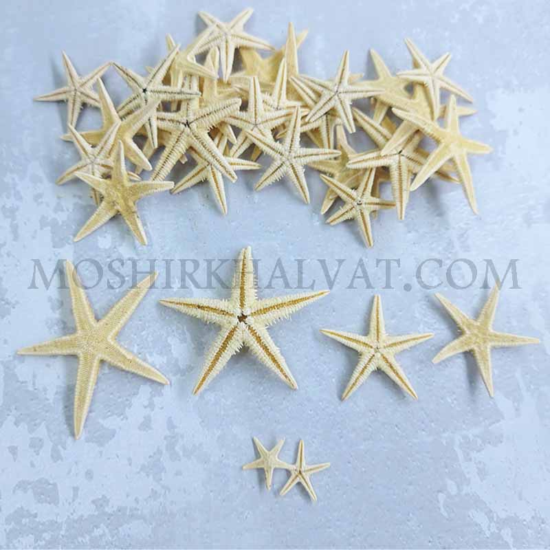 ستاره دریایی ریز در سایزهای مختلف