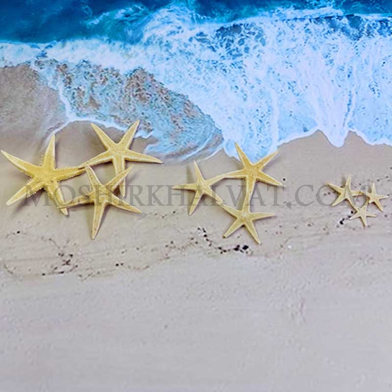 ستاره دریایی ریز کنار دریا