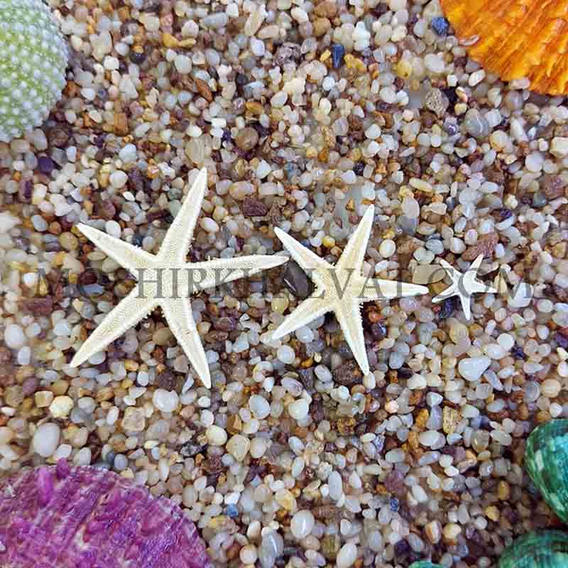 ستاره دریایی ریز در کنار شن و صدف
