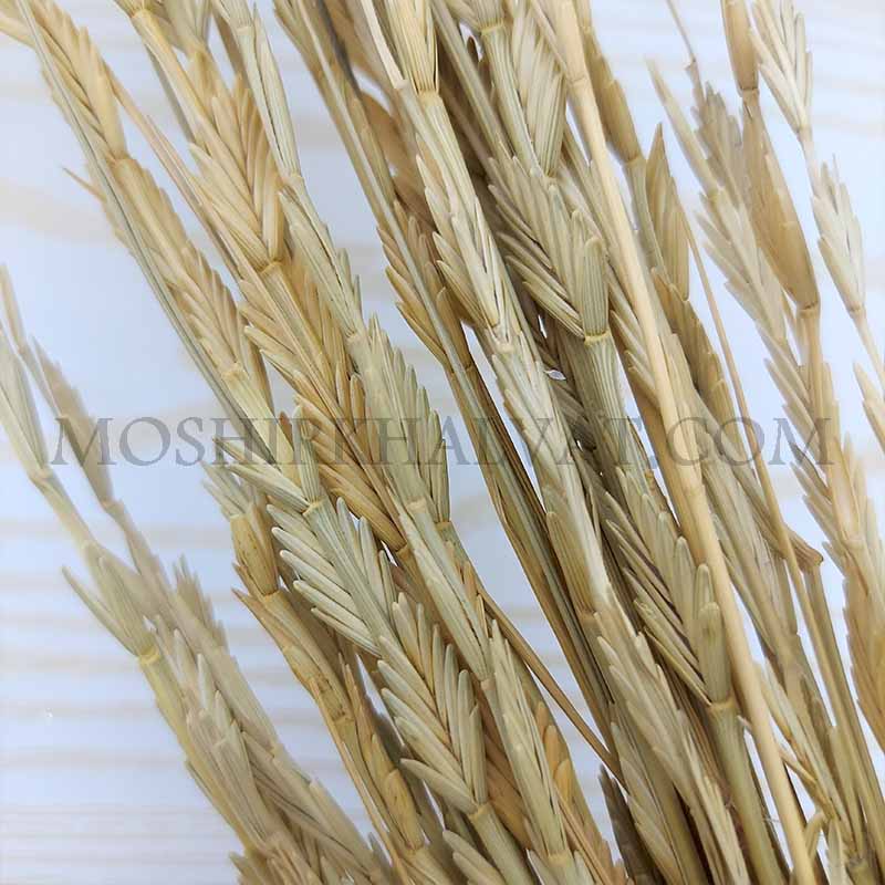 گل خشک پنجه ای 5 گل خشک پنجه ای از نزدیک